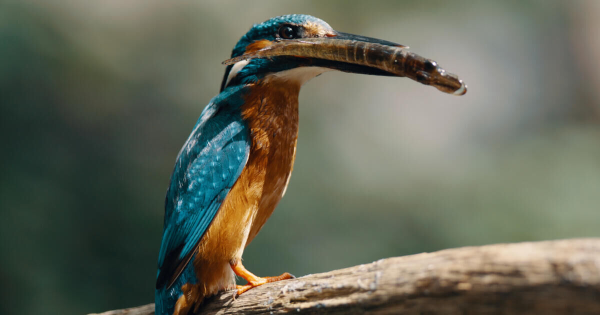 50+ Bios: De Biesbosch: Natuur in beweging